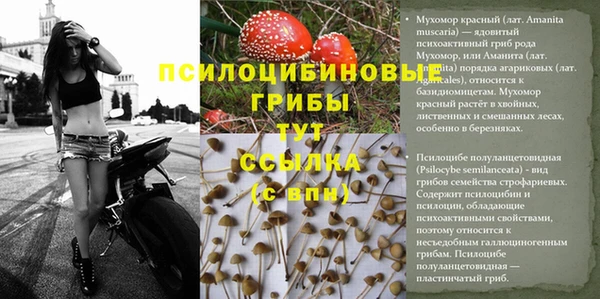 PSILOCYBIN Армянск